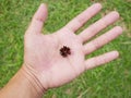 Hands holding dried flower background Royalty Free Stock Photo