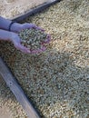 Hands holding dried raw coffee beans