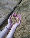 Hands holding dried raw coffee beans