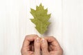 Hands holding dry leaf Royalty Free Stock Photo