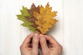 Hands holding dry leaves Royalty Free Stock Photo