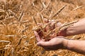 Gold wheat field. Hands holding ears of golden wheat close up. Background of ripening ears of wheat field. Rich harvest Royalty Free Stock Photo