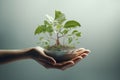 Hands holding a flourishing plant metaphorically Royalty Free Stock Photo