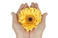 Hands holding flower Royalty Free Stock Photo