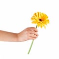 Hands holding flower Royalty Free Stock Photo