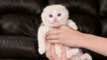 Hands holding fluffy cream kitten looking at camera on brown background, front view, space for text. Cute young shorthair white Royalty Free Stock Photo