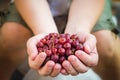 Hands holding fresh air gooseberry fruit Royalty Free Stock Photo