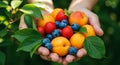 Hands Holding Fresh Apricots Strawberries Blueberries Royalty Free Stock Photo