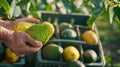 Hands Holding Fresh Avocado.AI generated image Royalty Free Stock Photo