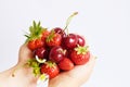 Hands Holding Fresh Cherries and Strawberries. Fruits Isolated on white background Royalty Free Stock Photo