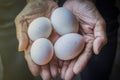 Hands holding fresh duck eggs.