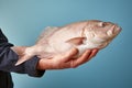 Hands holding fresh halibut fish on pastel background, fresh food ingredients, Healthy food