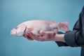 Hands holding fresh halibut fish on pastel background, fresh food ingredients, Healthy food