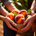 Hands holding fresh harvest crop of peaches in farm, agriculture indudstry Royalty Free Stock Photo