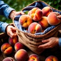 Hands holding fresh harvest crop of peaches in farm, agriculture indudstry