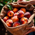Hands holding fresh harvest crop of peaches in farm, agriculture indudstry Royalty Free Stock Photo