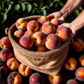 Hands holding fresh harvest crop of peaches in farm, agriculture indudstry Royalty Free Stock Photo