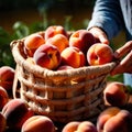 Hands holding fresh harvest crop of peaches in farm, agriculture indudstry Royalty Free Stock Photo