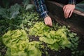 Hands holding fresh lettuce from small farm. Concept of agricultural. Young woman picking vegetables.