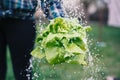 Hands holding fresh lettuce from small farm and washing vegetables.. Concept of agricultural. Young woman picking vegetables. Spla