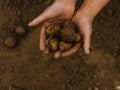 Hands holding fresh organic potatoes from soil Royalty Free Stock Photo