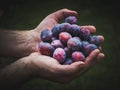 Hands holding fresh plums