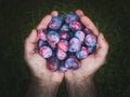 Hands holding fresh plums Royalty Free Stock Photo