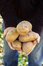 Hands holding fresh potatoes just dug Royalty Free Stock Photo