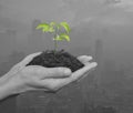 Hands holding a fresh small plant with soil over black and white Royalty Free Stock Photo