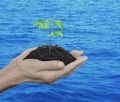 Hands holding a fresh small tree Royalty Free Stock Photo