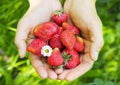 Hands holding fresh strawberries