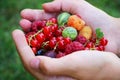 Hands holding fresh summer mix of colourful berries