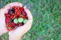 Hands holding fresh summer mix of colourful berries