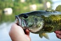 Hands Holding Fresh Water Bass Royalty Free Stock Photo