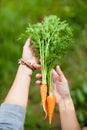 Hands holding a freshly carrots