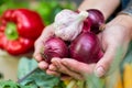 Hands holding freshly harvested onions and garlic