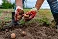 Hands holding freshly harvested potatoes. Royalty Free Stock Photo