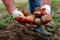 Hands holding freshly harvested potatoes. Royalty Free Stock Photo