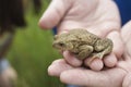 Hands Holding Frog