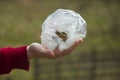 Hands holding frog Royalty Free Stock Photo