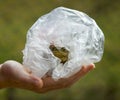 frog in plastic bag Royalty Free Stock Photo