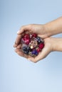 Hands holding fruit ice cubes, organic berries and dried flowers Royalty Free Stock Photo