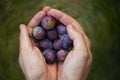 Hands holding fruit. Plum picking. Royalty Free Stock Photo