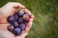 Hands holding fruit. Plum picking. Royalty Free Stock Photo