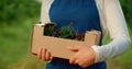 Hands holding garden box with fresh cherry at agriculture fruit plantation.