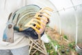 Hands holding gardening farmers tools close up with greenhouse background. Neutral colours. Farmers life concept