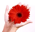 Hands holding a gerbera daisy