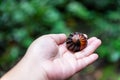 Hands holding Giant Pill Millipede scientific name Sphaerotheriida Zephroniidae