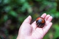 Hands holding Giant Pill Millipede scientific name Sphaerotheriida Zephroniidae Royalty Free Stock Photo