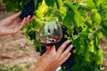 hands holding a glass of wine and grapes Royalty Free Stock Photo